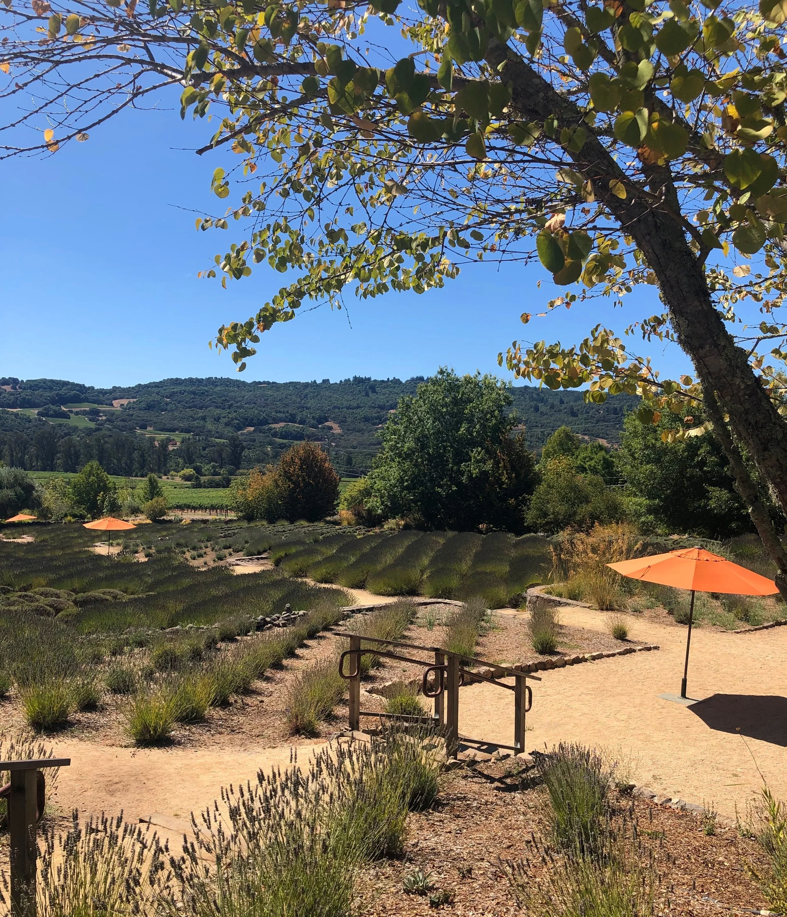  A Quick Weekend Getaway to Wine Country