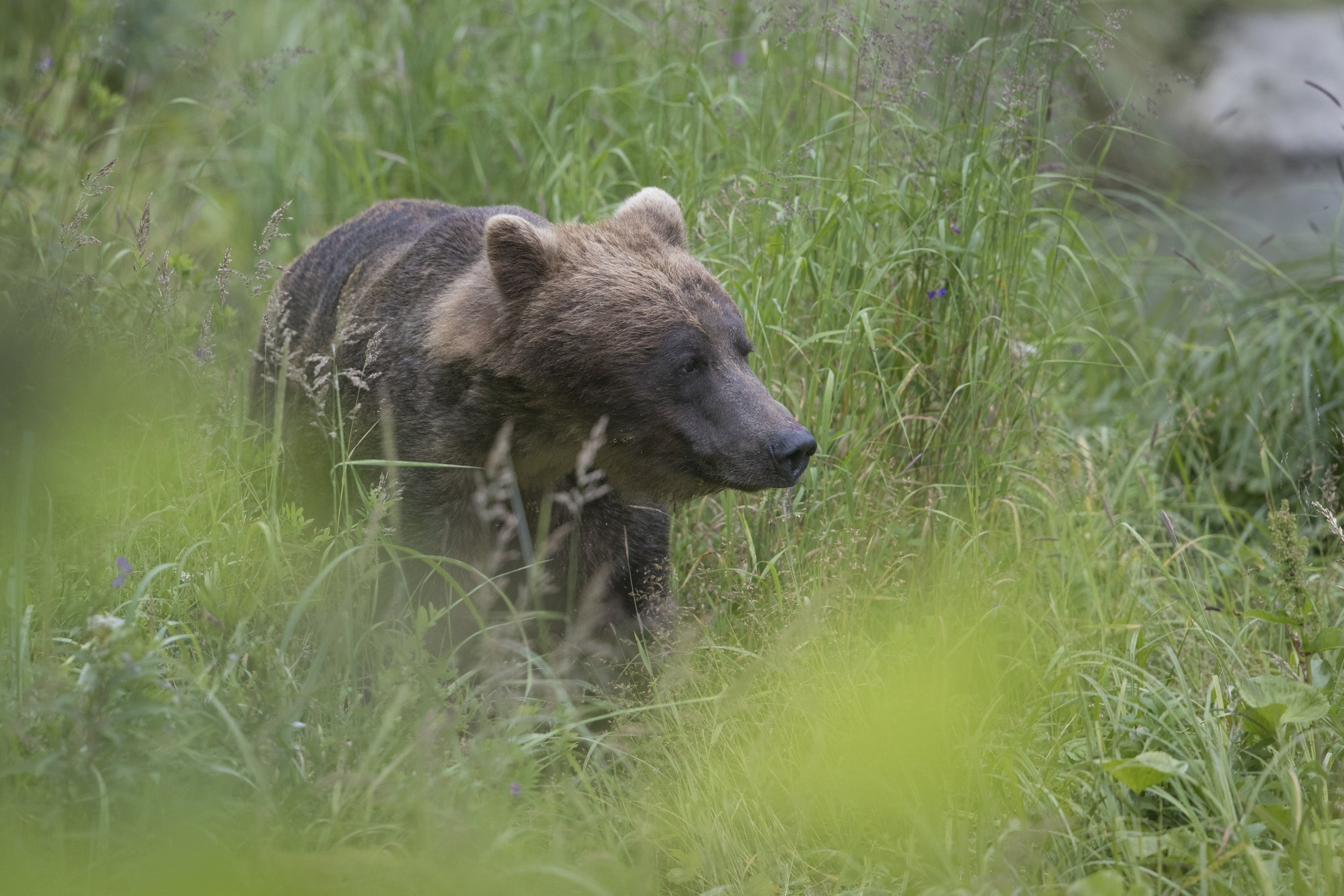 Brown Bear - Chilkoot River (near Haines), Alaska