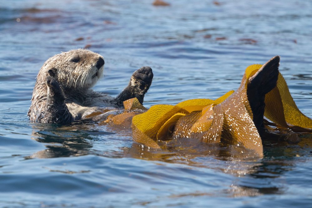 SBN_ABC_RSAY17_Sea Otters_Sitka_Alaska_2.jpg