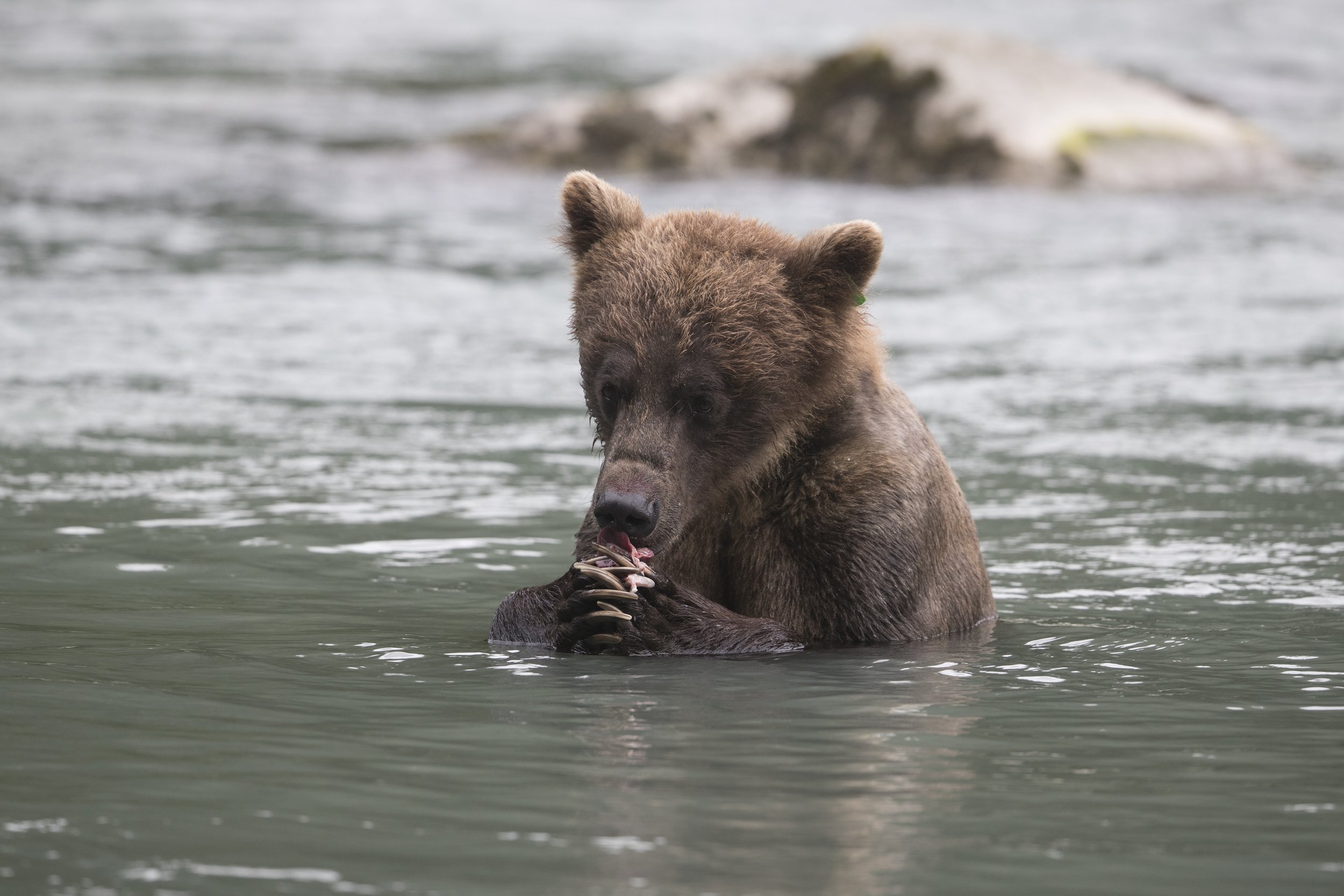 Brown Bear - Chilkoot River (near Haines), Alaska