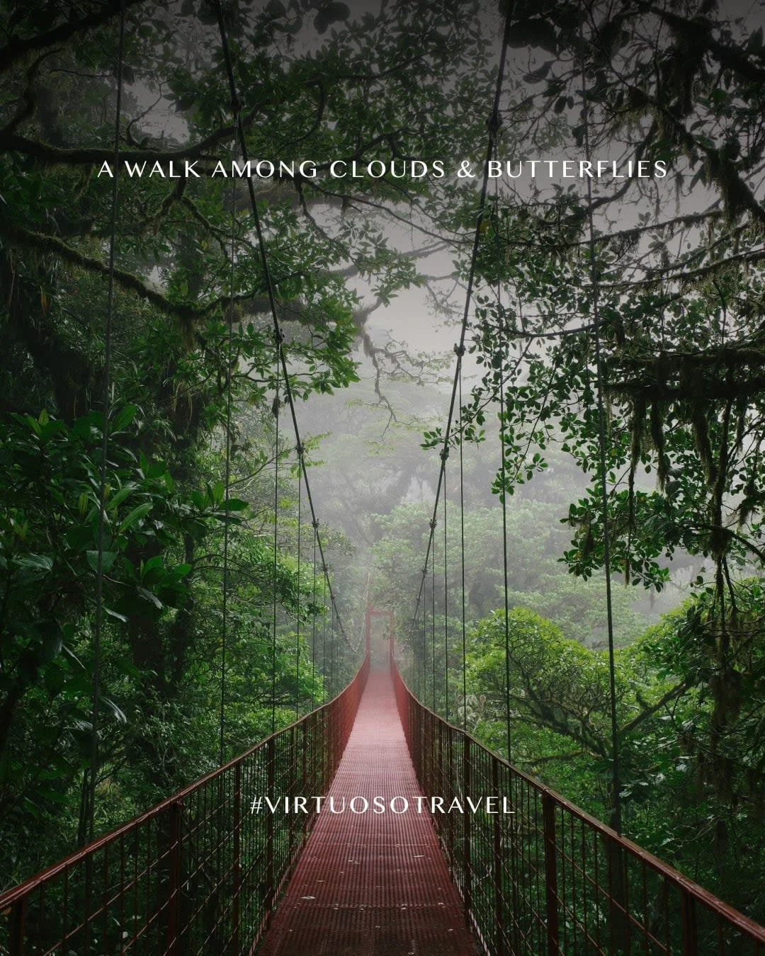 Step into Costa Rica&rsquo;s Monteverde Cloud Forest, where hanging bridges, misty canopies, and vibrant butterfly gardens reveal the region&rsquo;s remarkable biodiversity. ☁️🦋🌺

Get in touch to start designing your getaway:
(530) 228-6191
curated