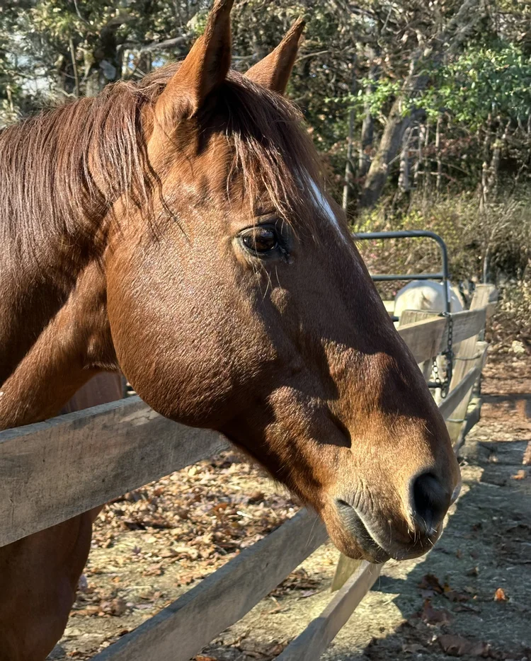 Our Horses for Adoption or Sponsorship — US Horse Welfare and Rescue