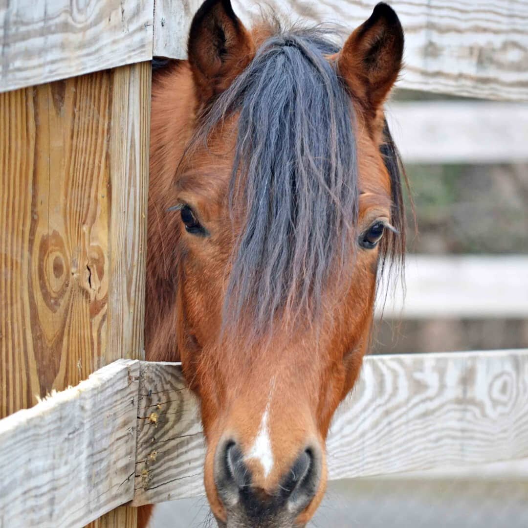 Let's talk about Bentley's bangs for a sec.&nbsp; You know that friend of yours that always manages to look cooly tousled and you can't perfect that look no matter how much you roll around in your bed in the morning?&nbsp; Yeah, well, that's Bentley.