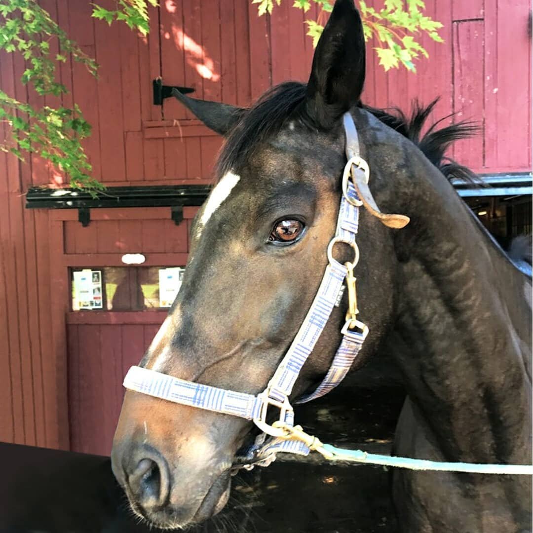 Know how a horse gets to this (swipe) from&nbsp;this? YOU.&nbsp; We can only rescue as many horses as you allow.&nbsp; Without you we just don't have the funds to pull these horses out of slaughter lots.&nbsp; We can't get them the necessary vet care