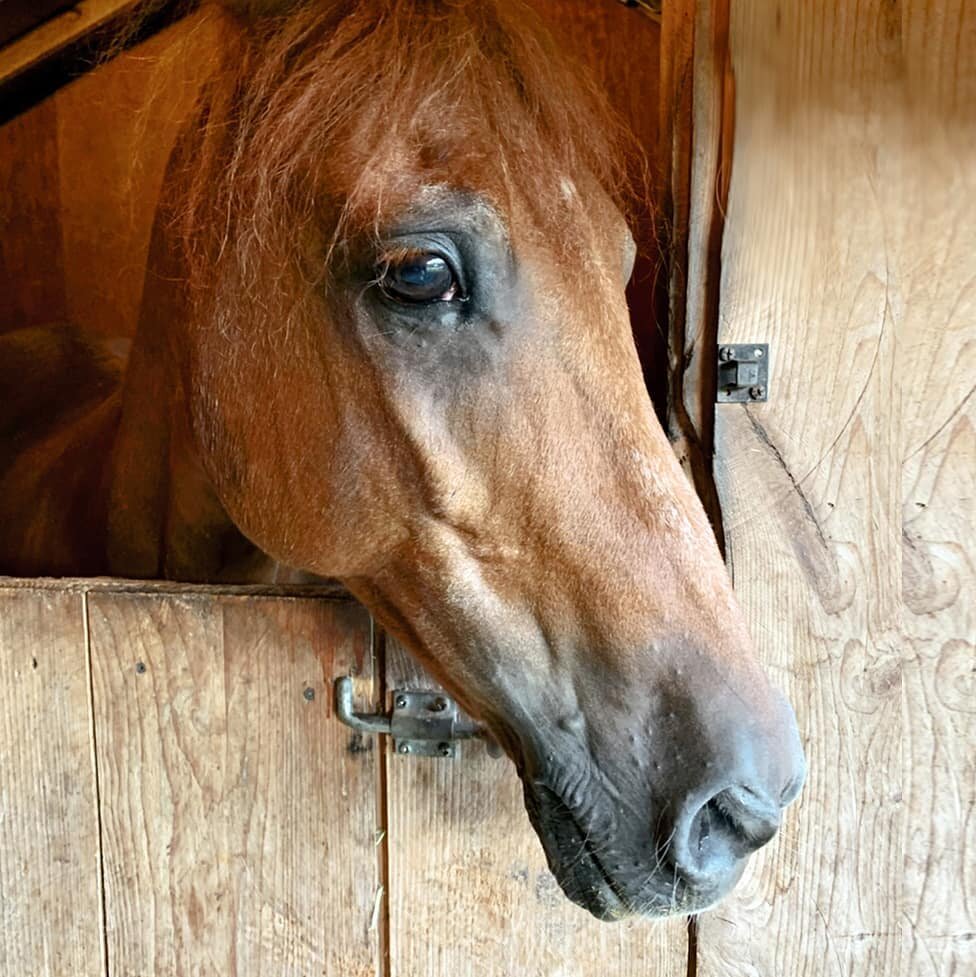True to his name, Cupid has set his sights on babealicious Emma.&nbsp;&nbsp;Who wouldn&rsquo;t with a mane like hers?!&nbsp;&nbsp;This affectionate boy loves attention and obviously that of one very pretty blue eyed girl&hellip;he even calls out to h