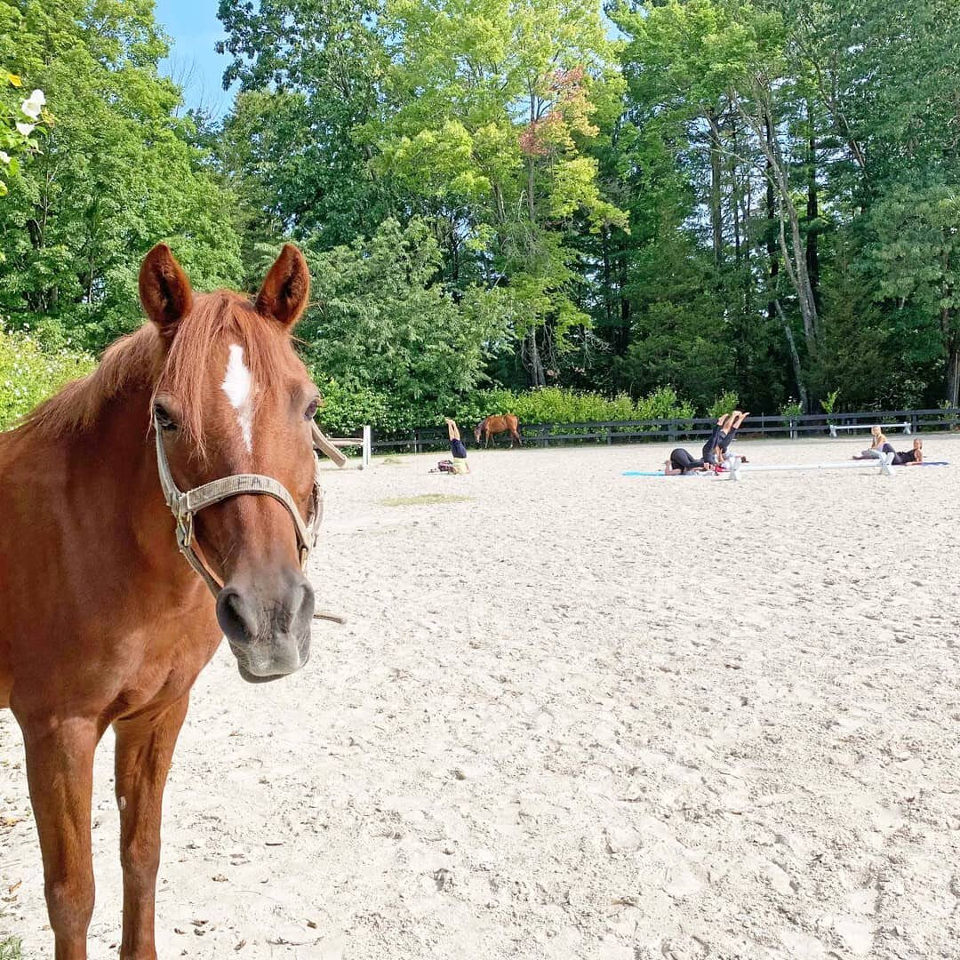 Faith here wants to know; just laying around on Sundays?&nbsp; How about joining us for a little Sunday sesh of outdoor yoga amongst our rescues...?!&nbsp; From beginner to advanced these 1.25 hour courses welcome all levels.&nbsp; And the best part?