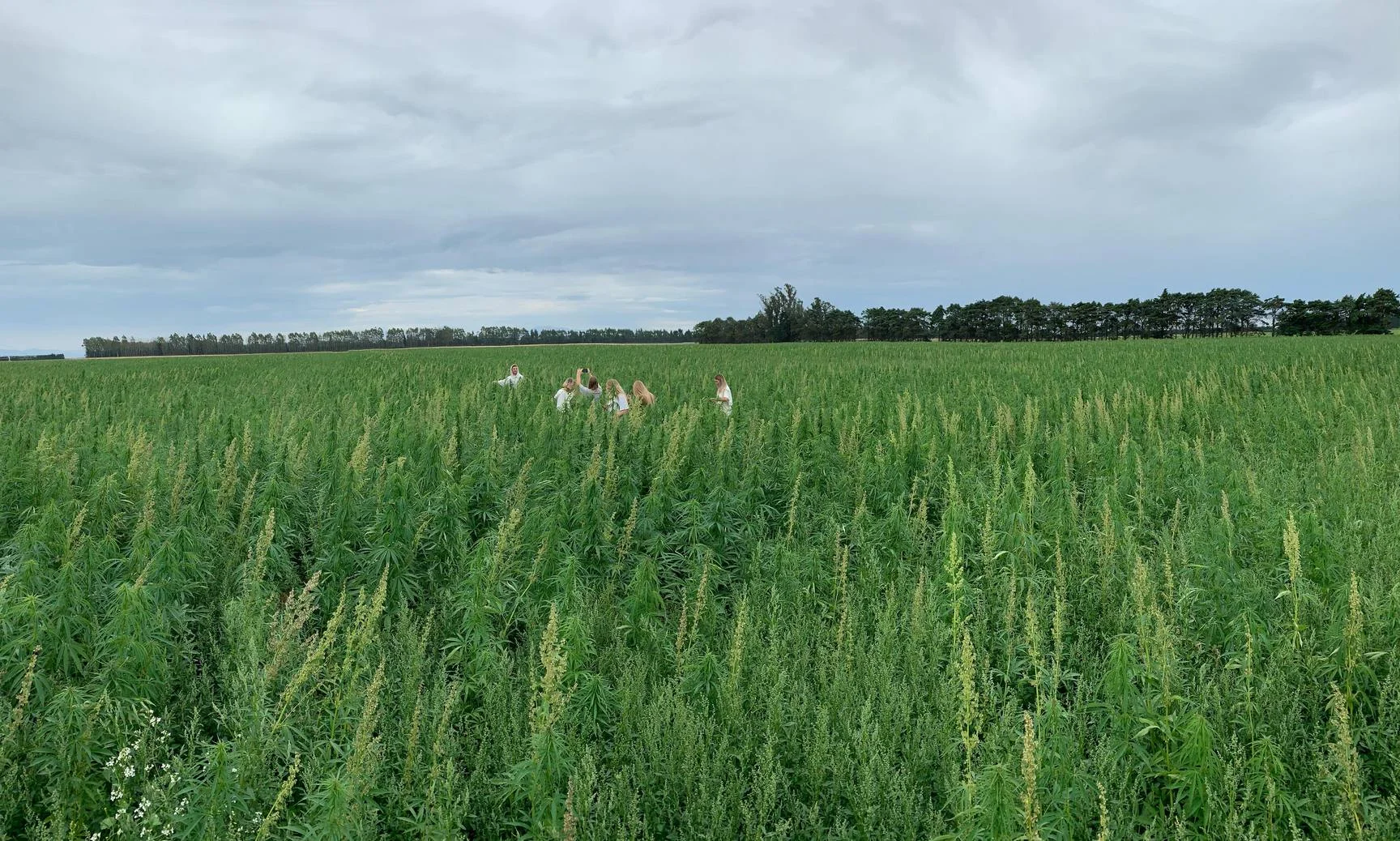 Hemp Crops
