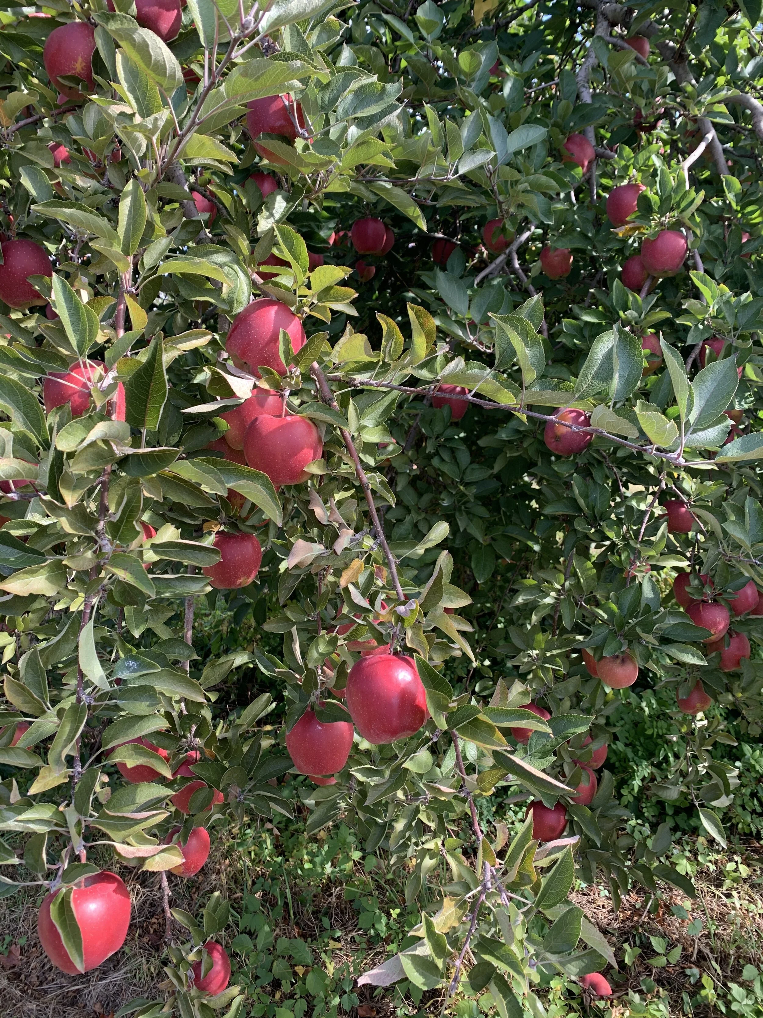 apples.jpeg