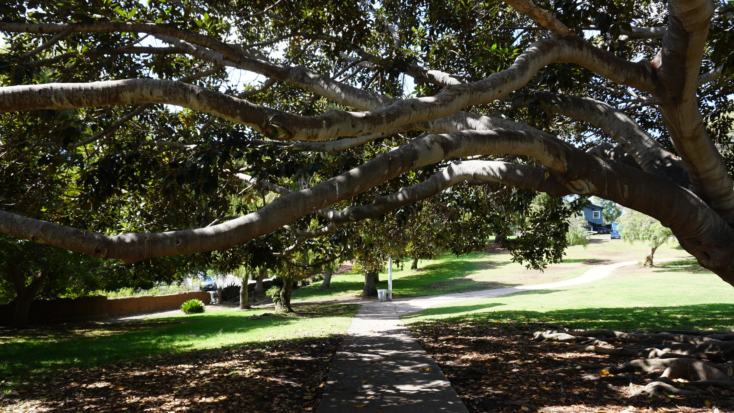 The Chronicles of San Diego Podcast: Sophie Wolfram Returns with Climate Action Campaign Updates
