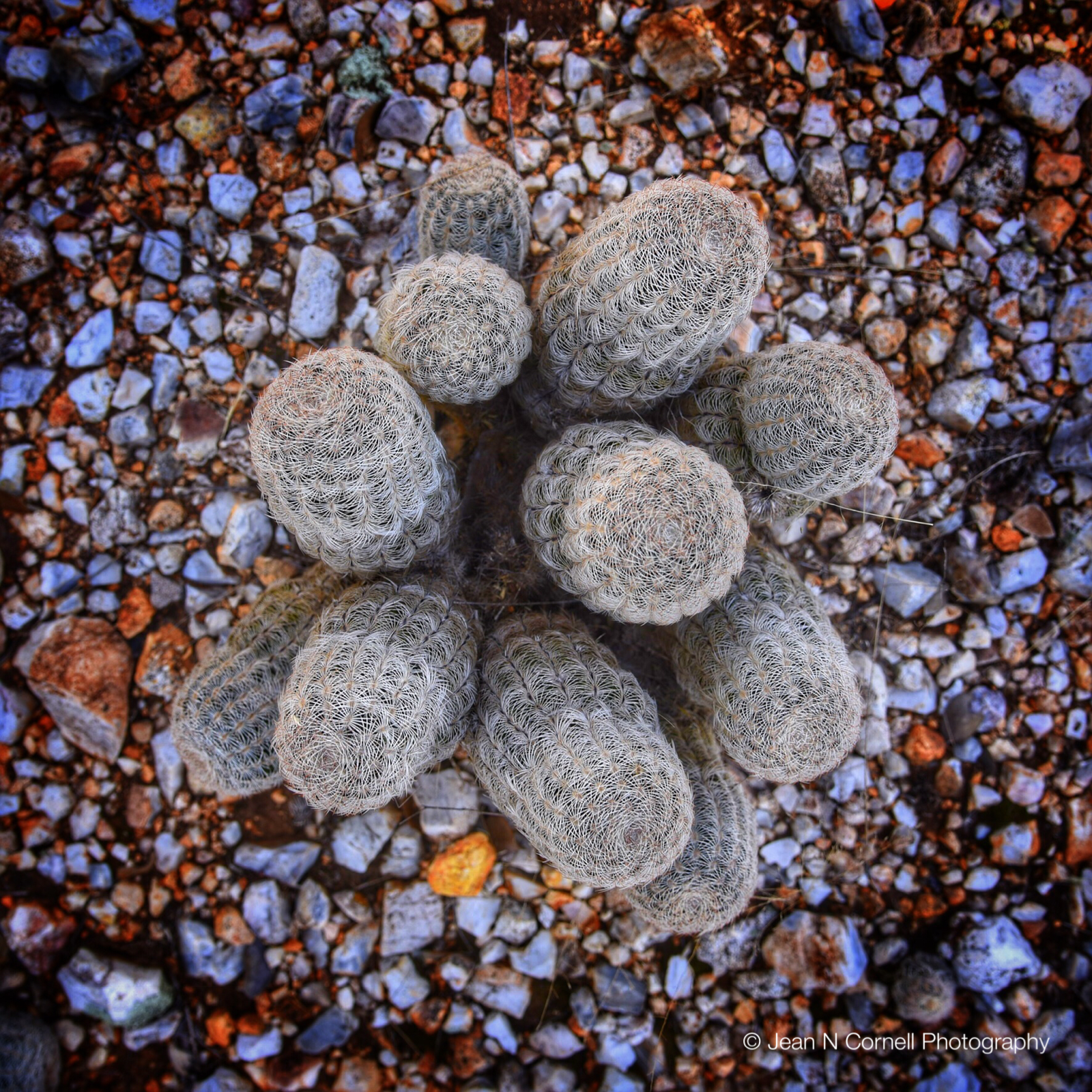 cactus cluster #2
