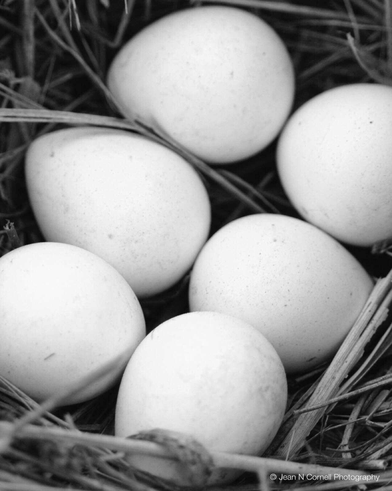 quail eggs