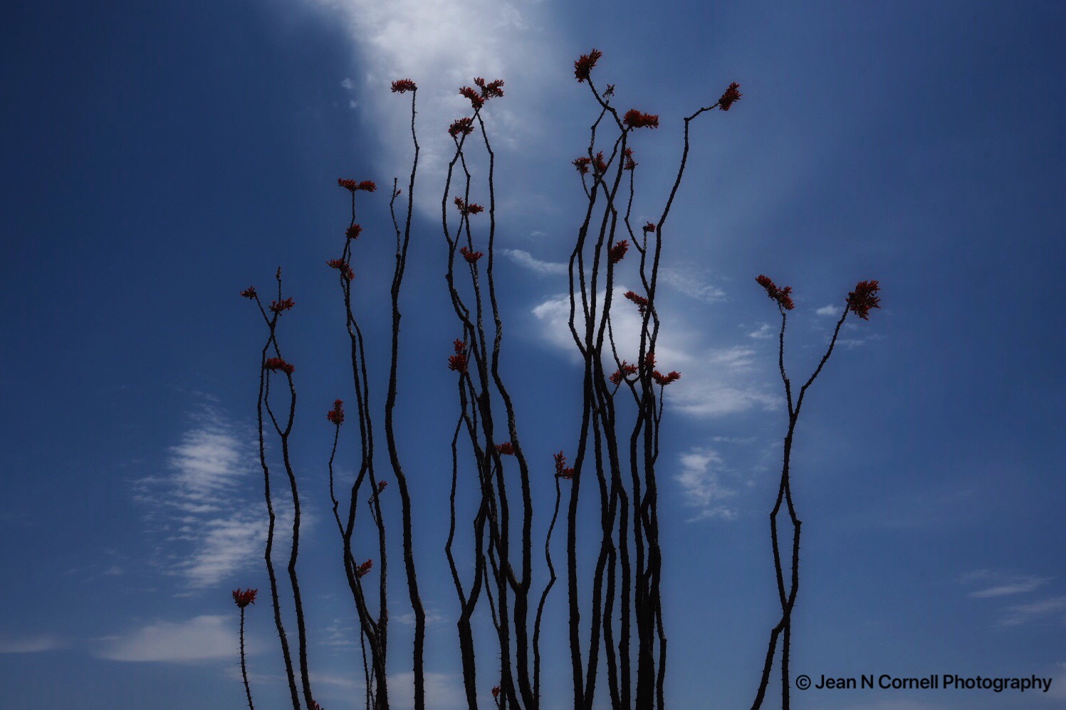 ocotillos