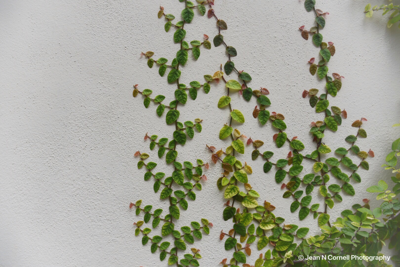 fern #1