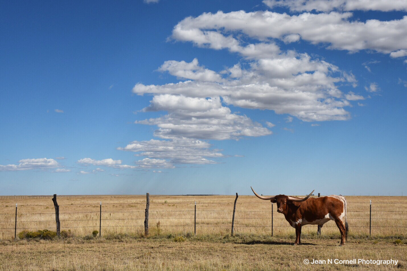 longhorn
