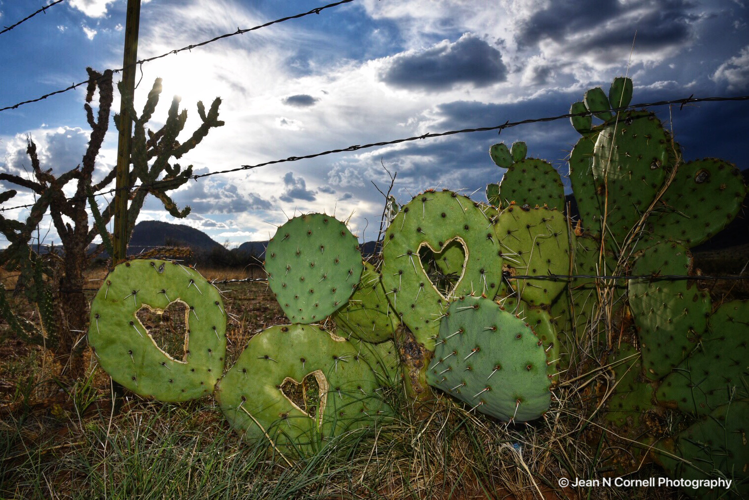heart cactus #2