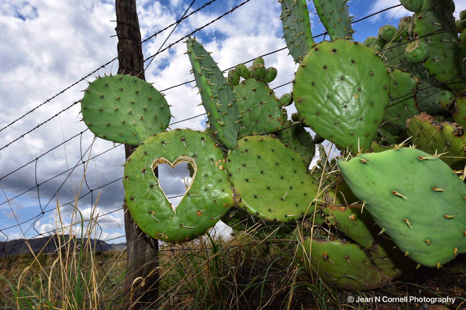 heart cactus #3