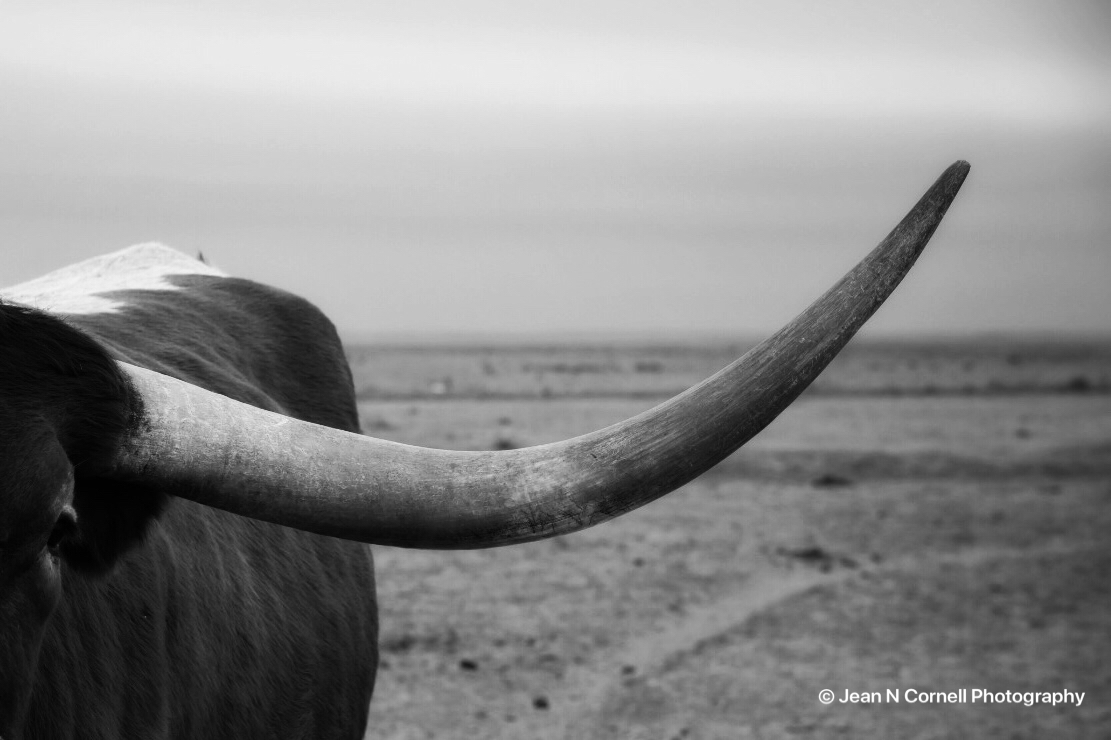 long horn