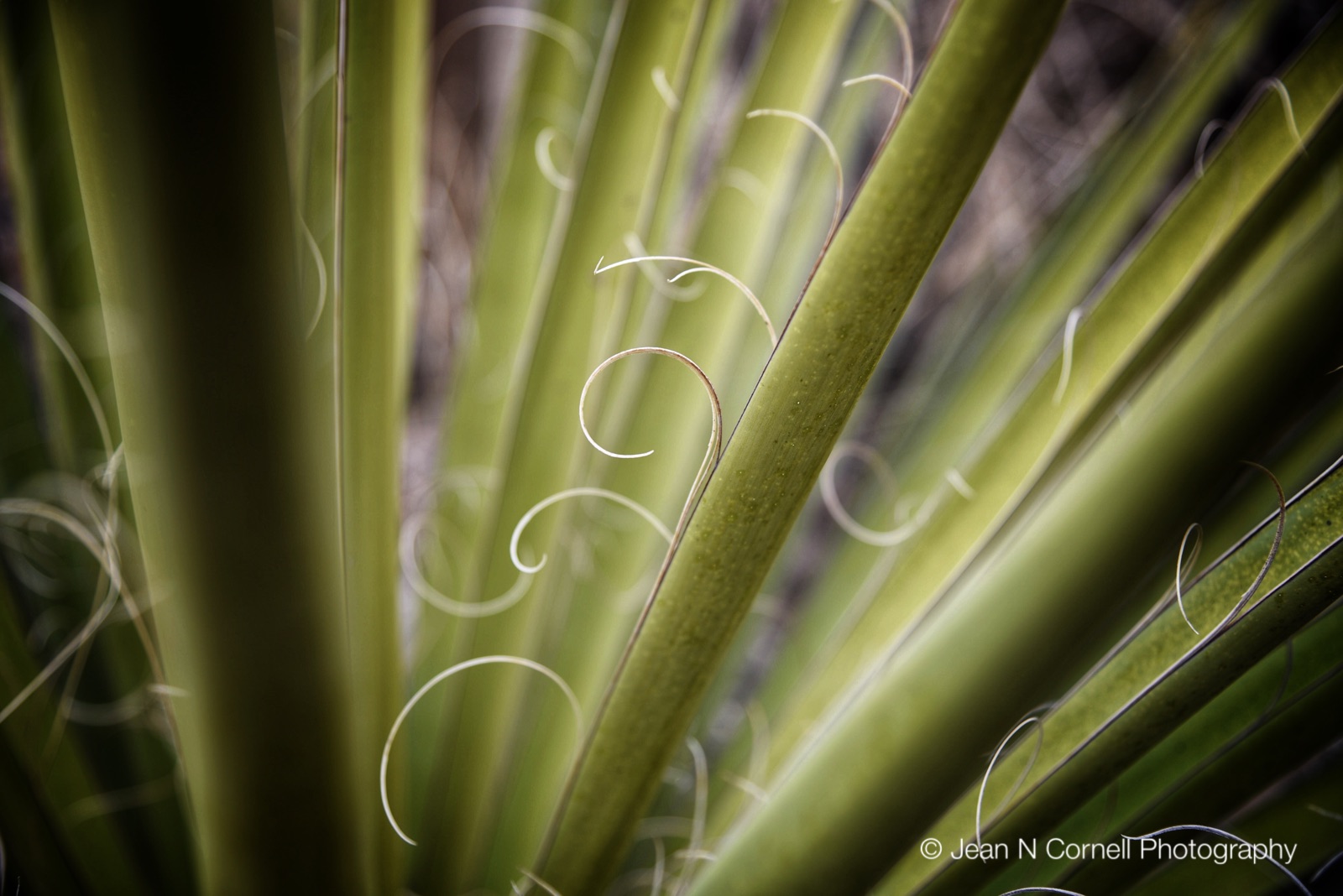 curly yucca
