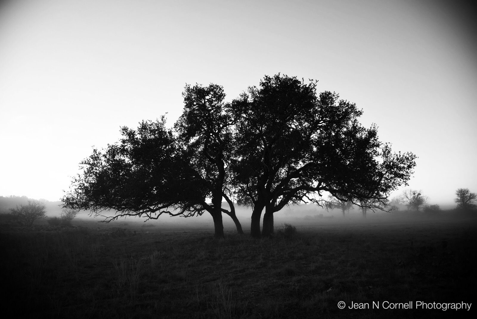 foggy morning