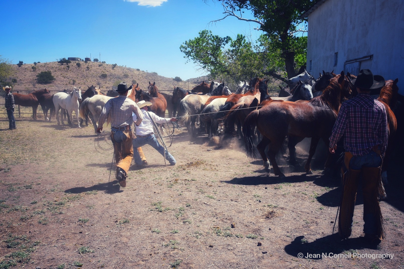 whoa horse!