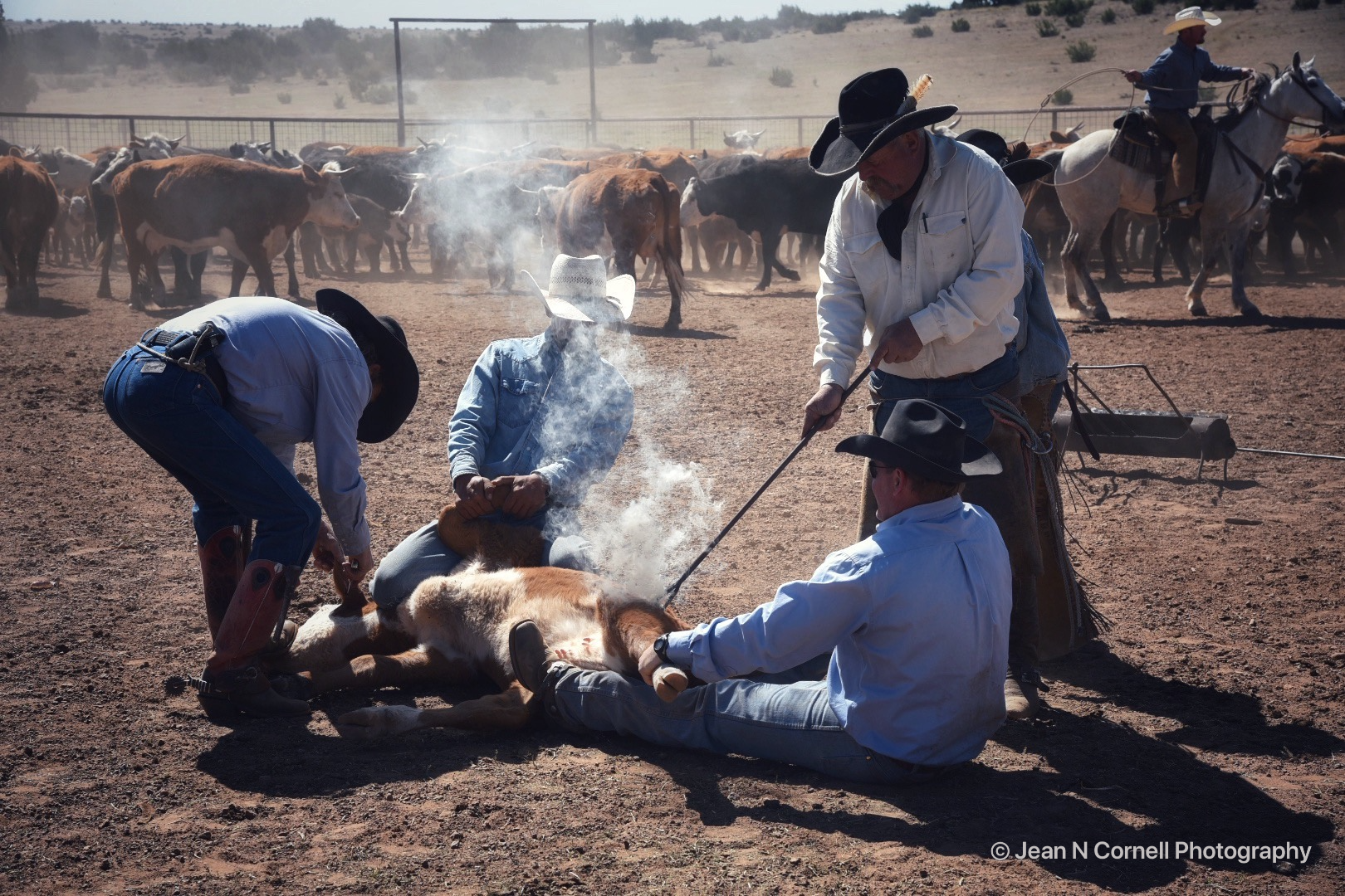 workin' a calf