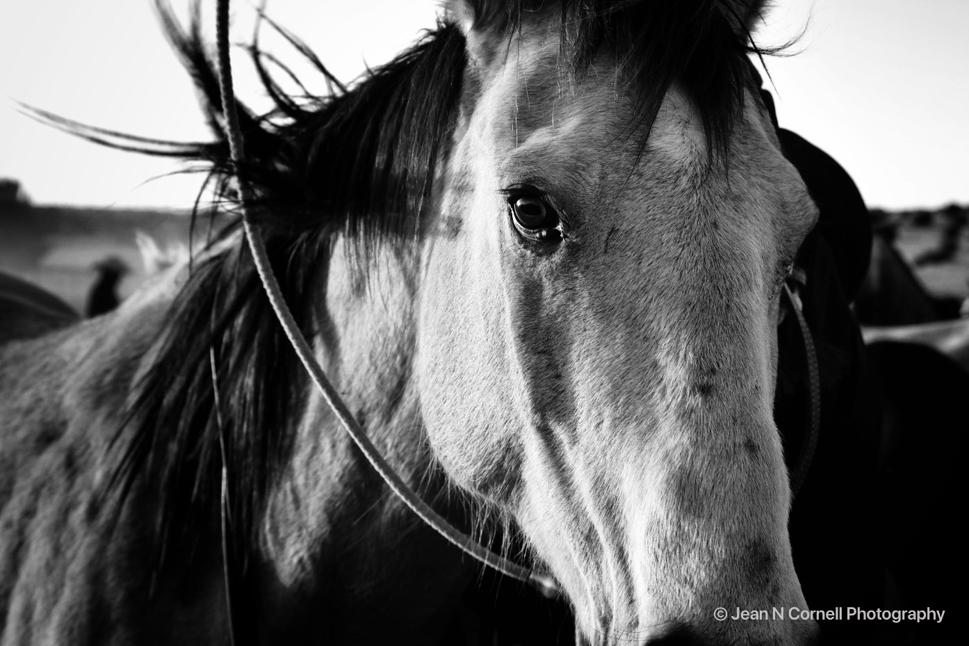 window to the soul