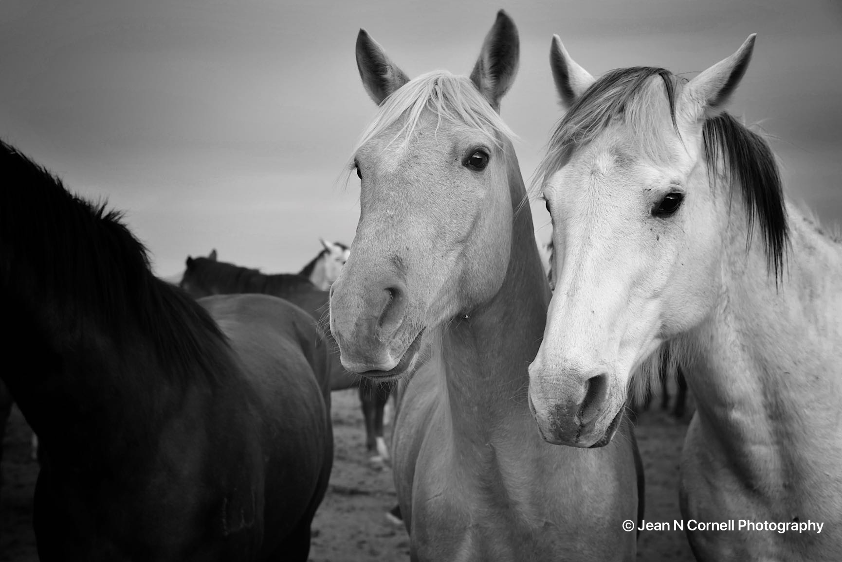 chestnut beauties
