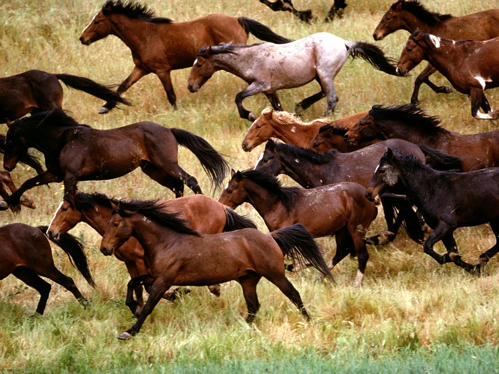 Wild-Mustangs-Gardner-Ranch-California.jpg