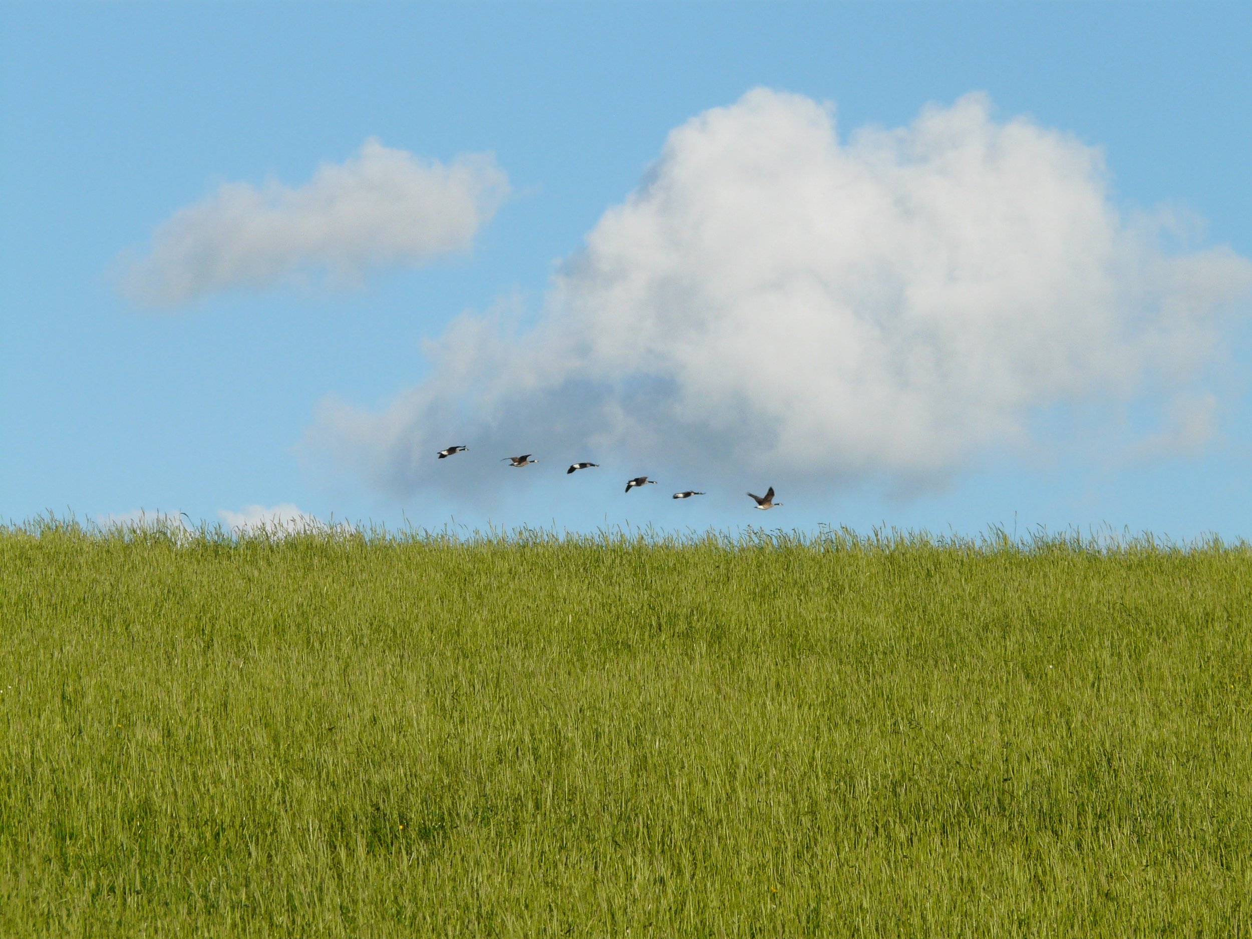 geese_migratory_birds_fly.jpg