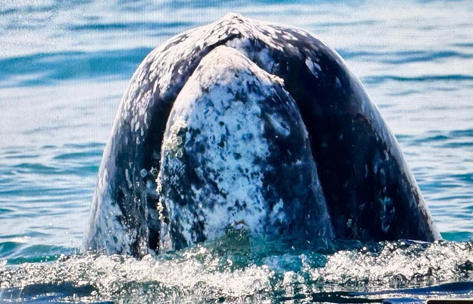 365fdde9-4ed0-475f-bb04-91d1a21ce3df 2.JPG