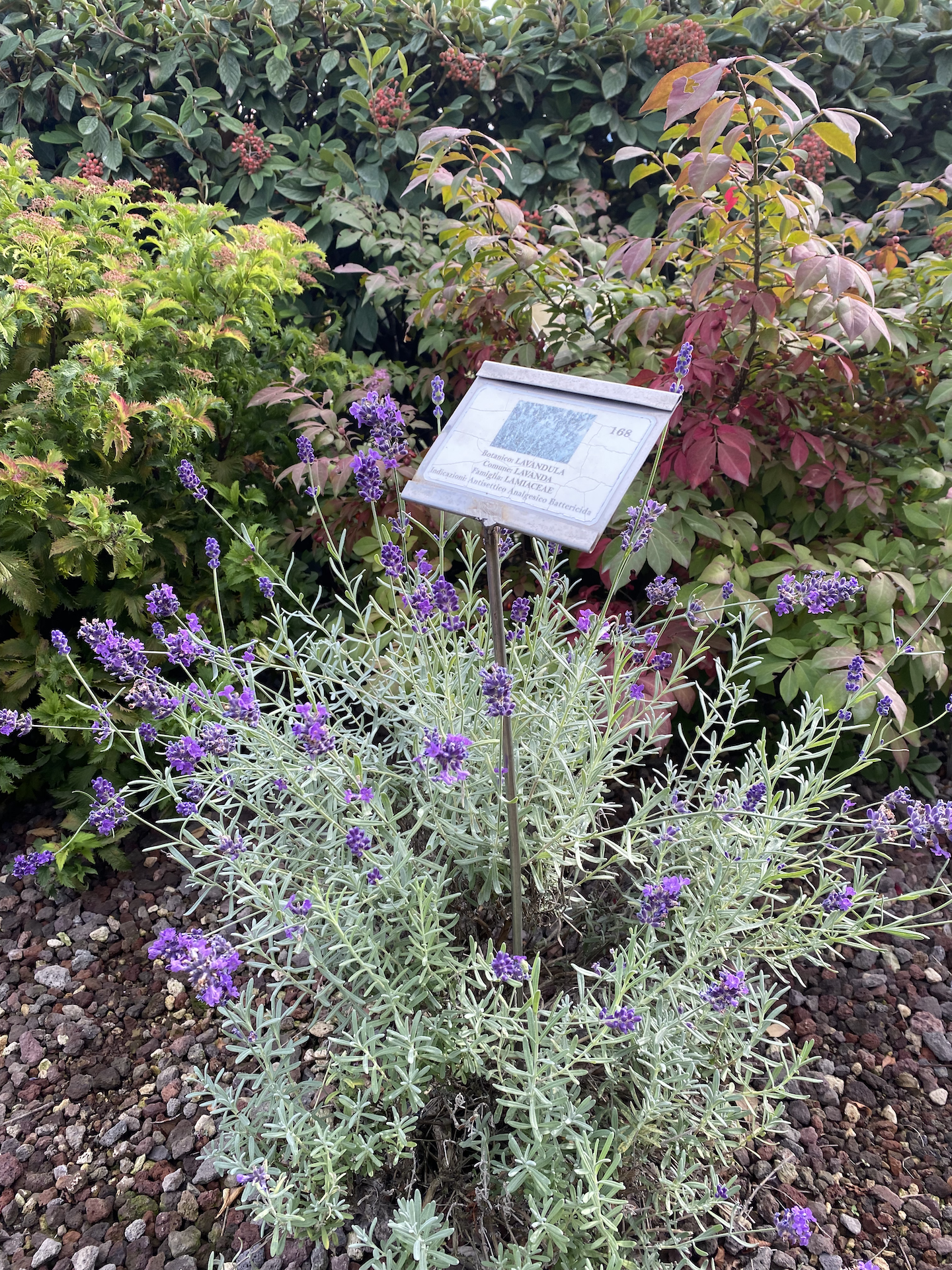 lavender botanic garden.png