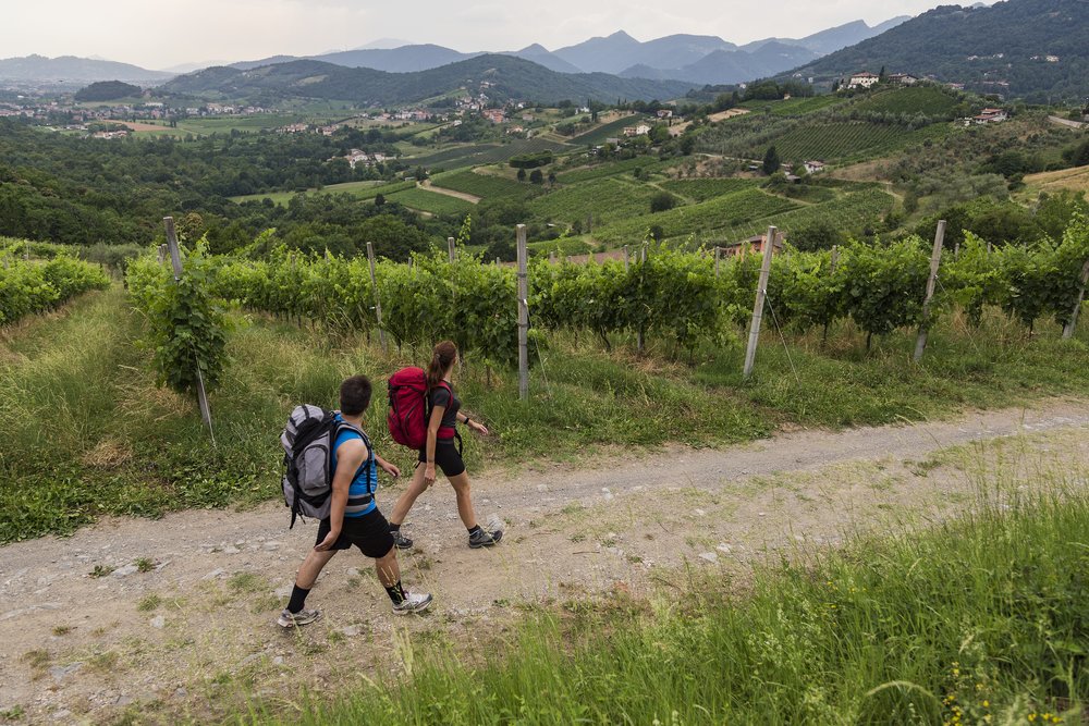 Passaggio vigneti MOscato di Scanzo_ph Alessio Guitti.jpg