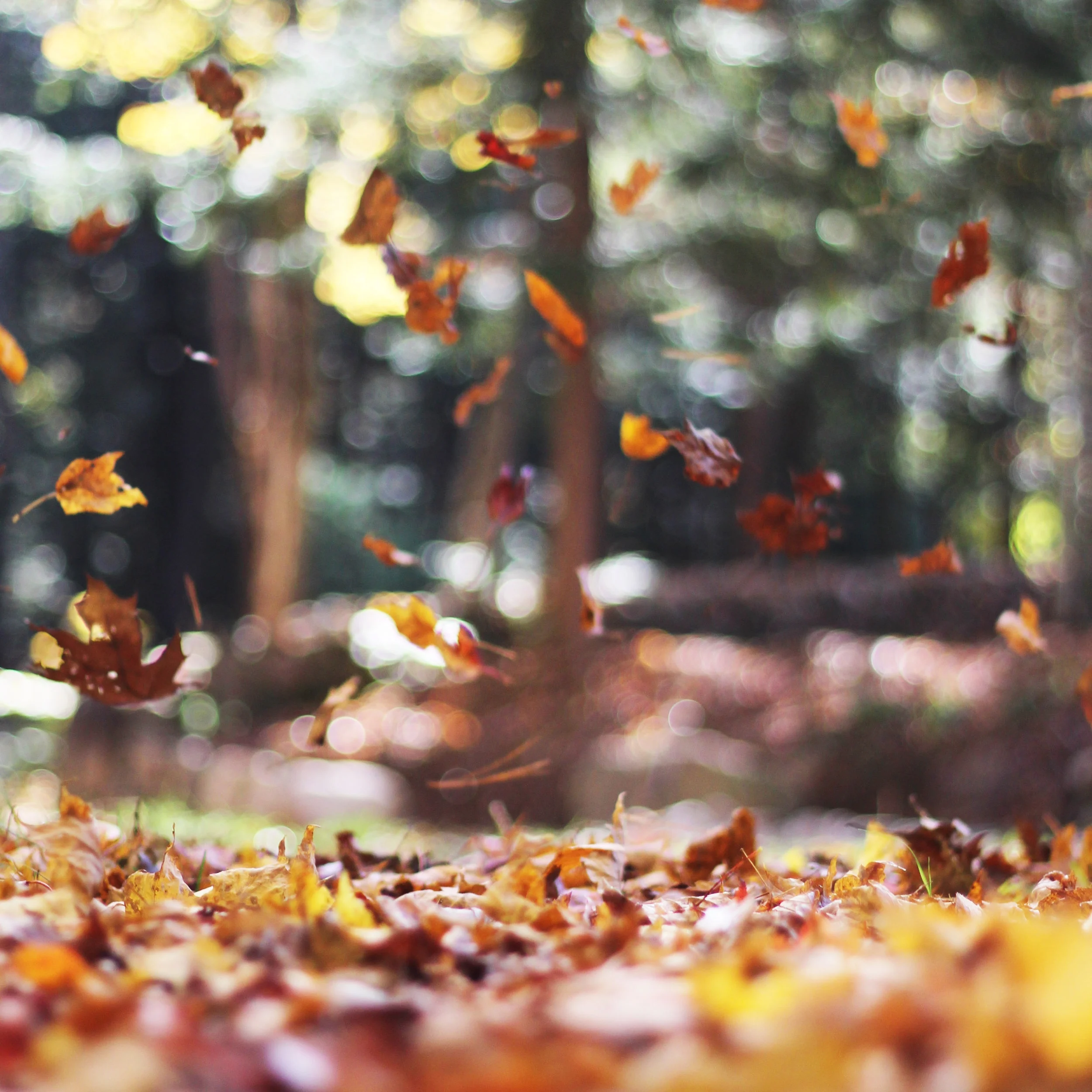 Leaves & Gutters