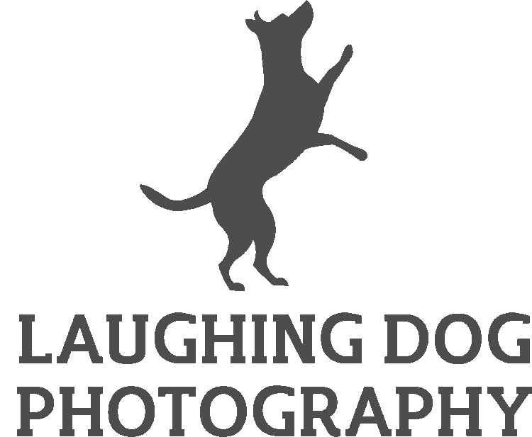 Laughing Dog Photography