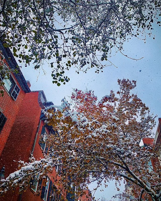 Winter wonderland ❄️❄️❄️
#snowday #snowfall #snowflakes #tistheseason #letitsnow #lookup #winteriscoming #wintervibes #winterfoliage #winterwonderland #capturethemoment #outdoors #bostonwinter #beaconhill