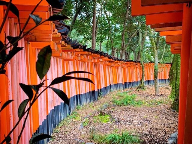 Tunnel vision ⛩
#explorejapan #japanculture #traditions #history #architecture #kyoto #shrines #landmark #lanterns #inari #toriigate #senbontorii #tunnelvision #sacredgrounds #paths #layered #details #adventure #ancient #breathtaking #fushimiinari #t