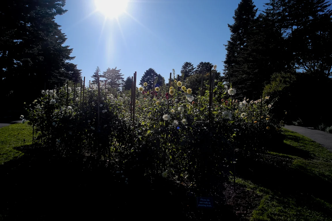 SunBurstGarden001.jpg