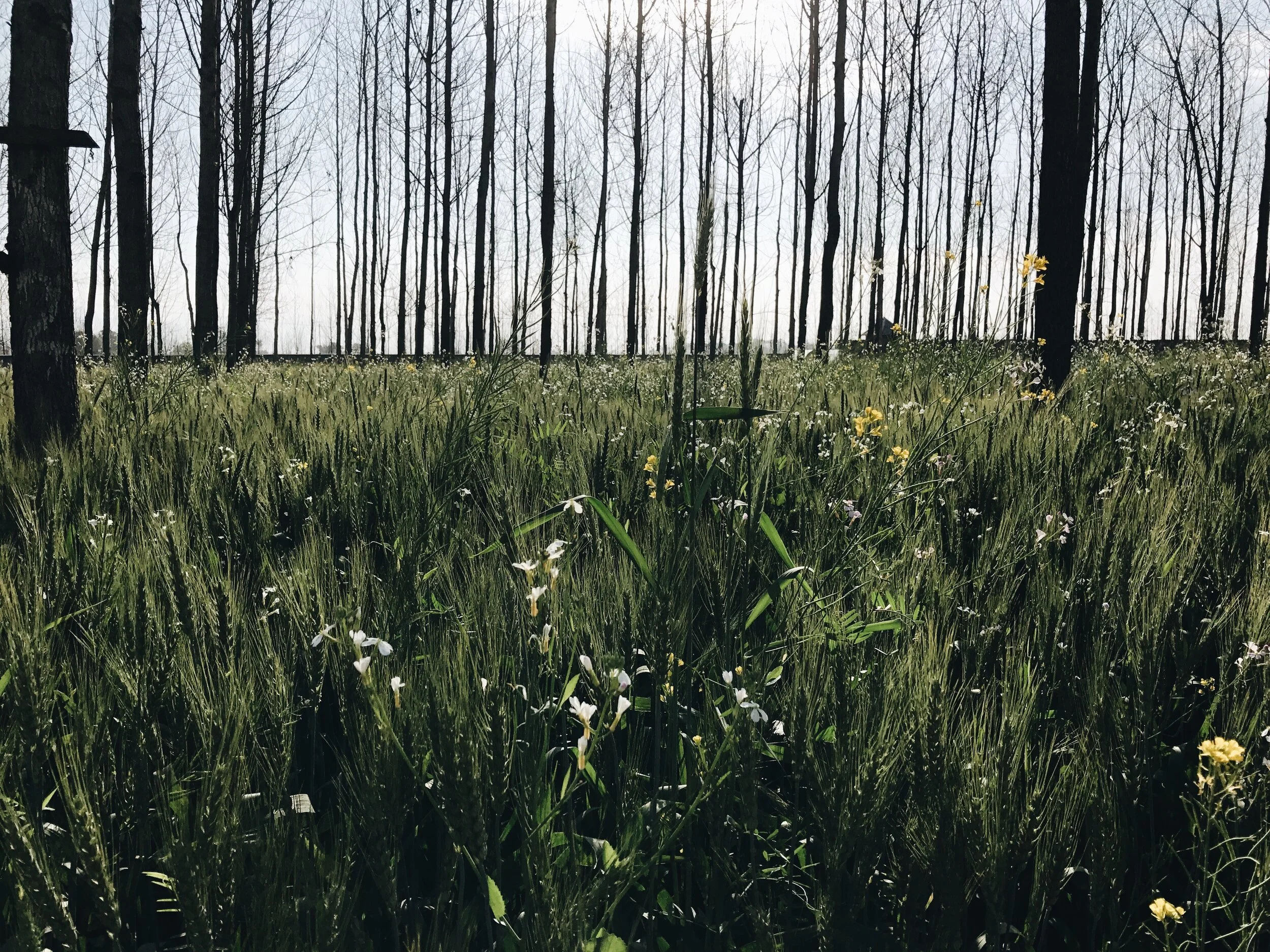 A59EB012-9345-4EEB-81FE-5DD51720613E.jpeg
