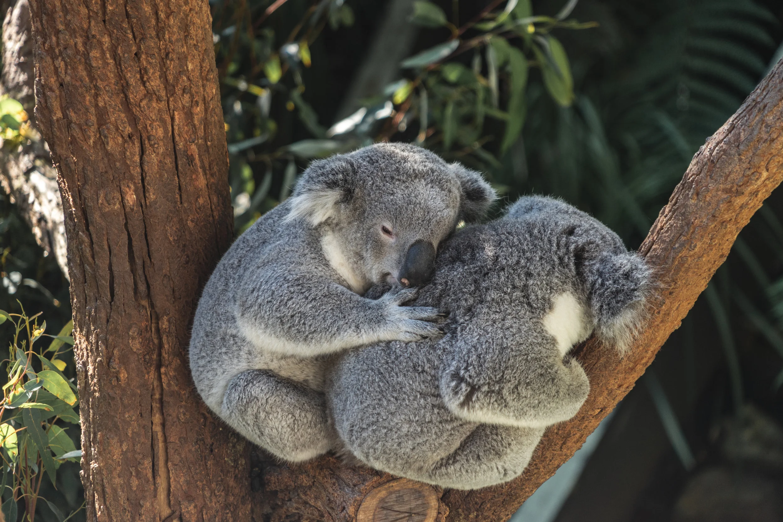 First Koalas Rescued From Bushfires Returned to the Wild