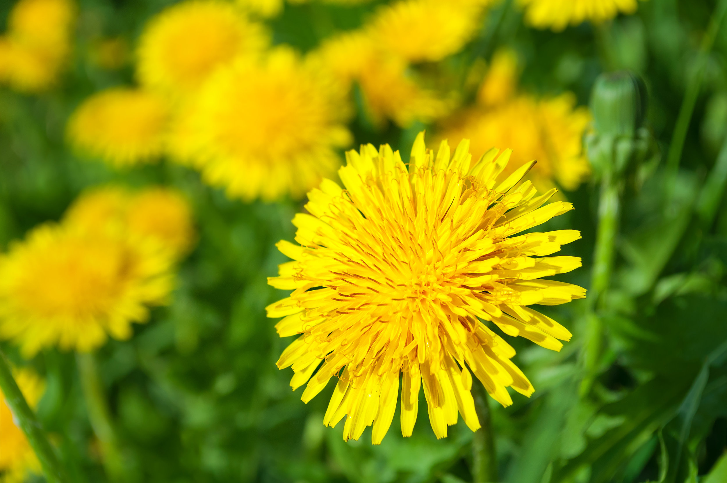 DANDY AdobeStock_76248803.jpeg