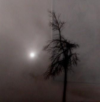 DocRossSteiglitzTree2000.jpg
