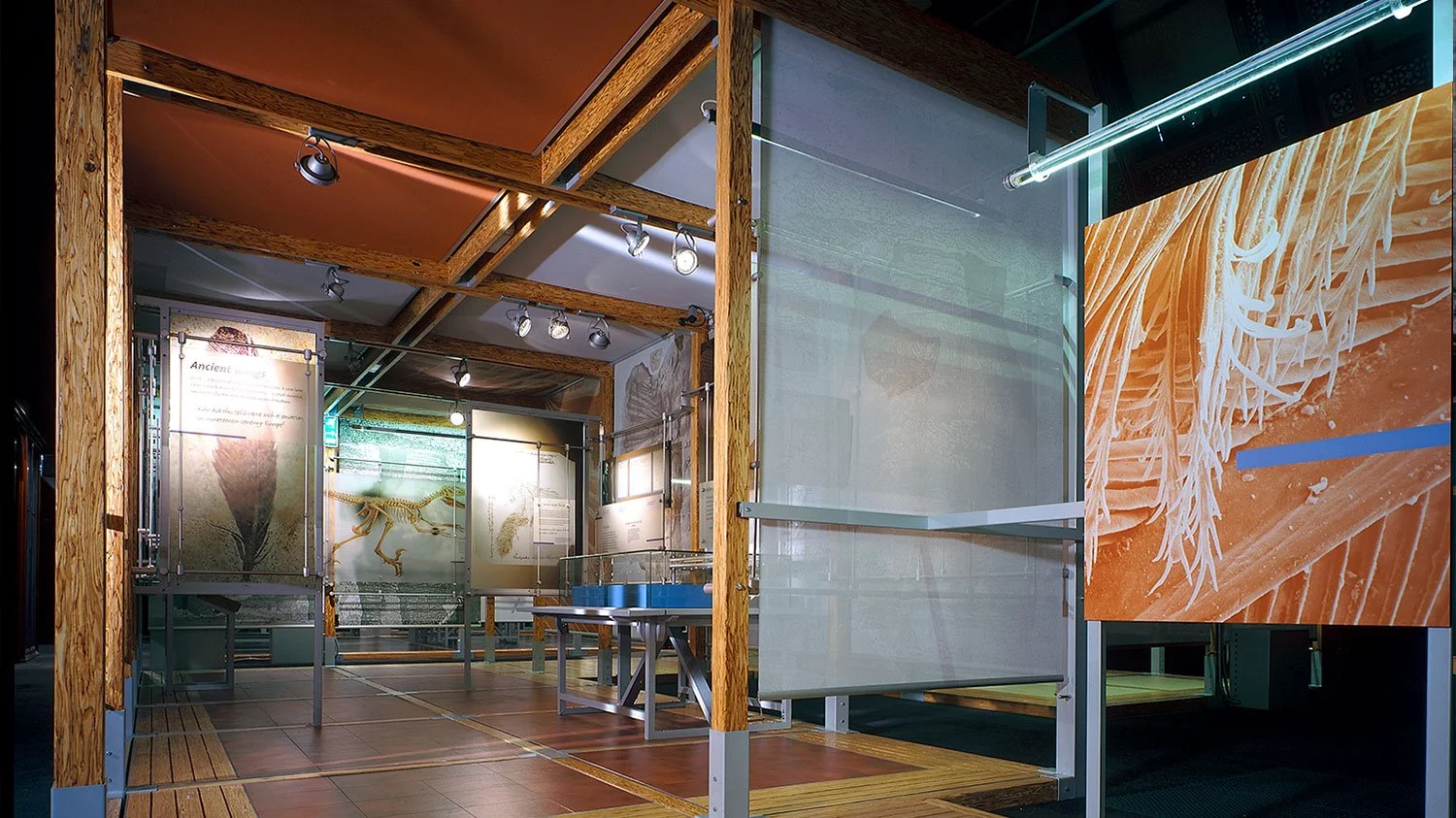  Using a series of changing environments to chart the first time it was theorised by the Victorians through to the time it became scientific fact. 
