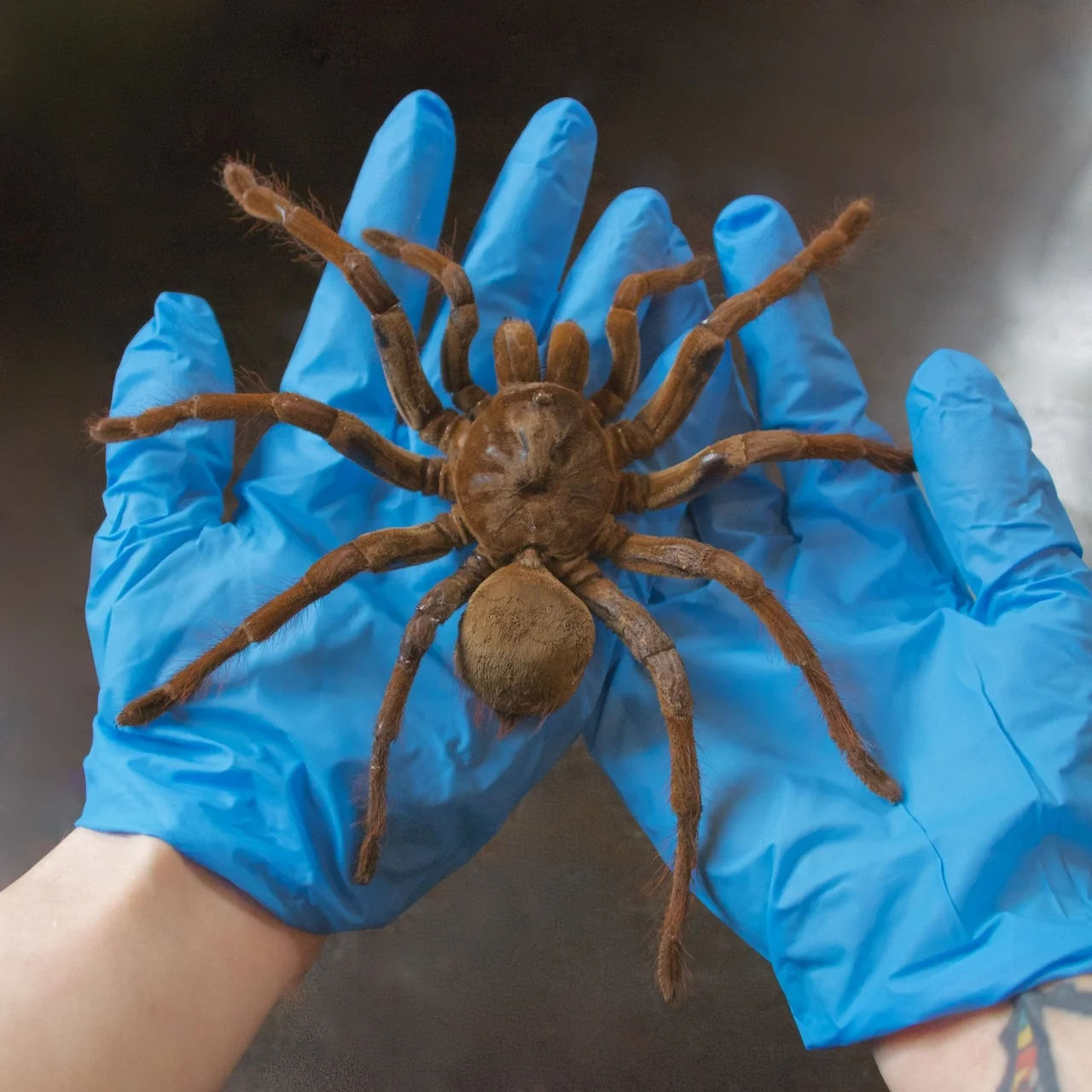 About — The Butterfly Babe