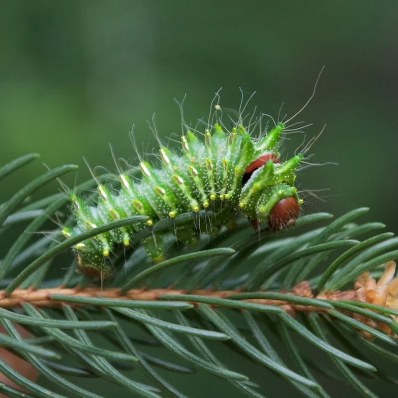 About — The Butterfly Babe