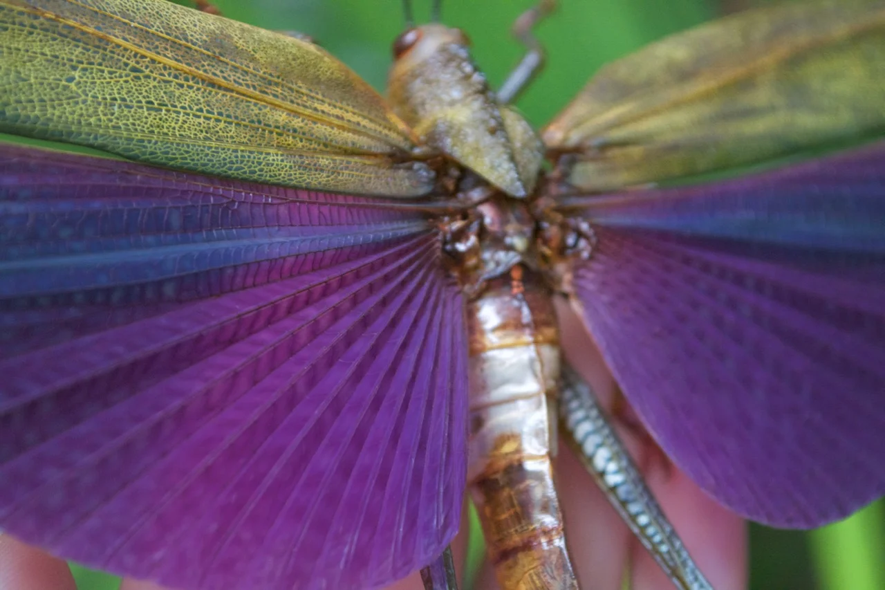 Pinning & Mounting Guide — The Butterfly Babe