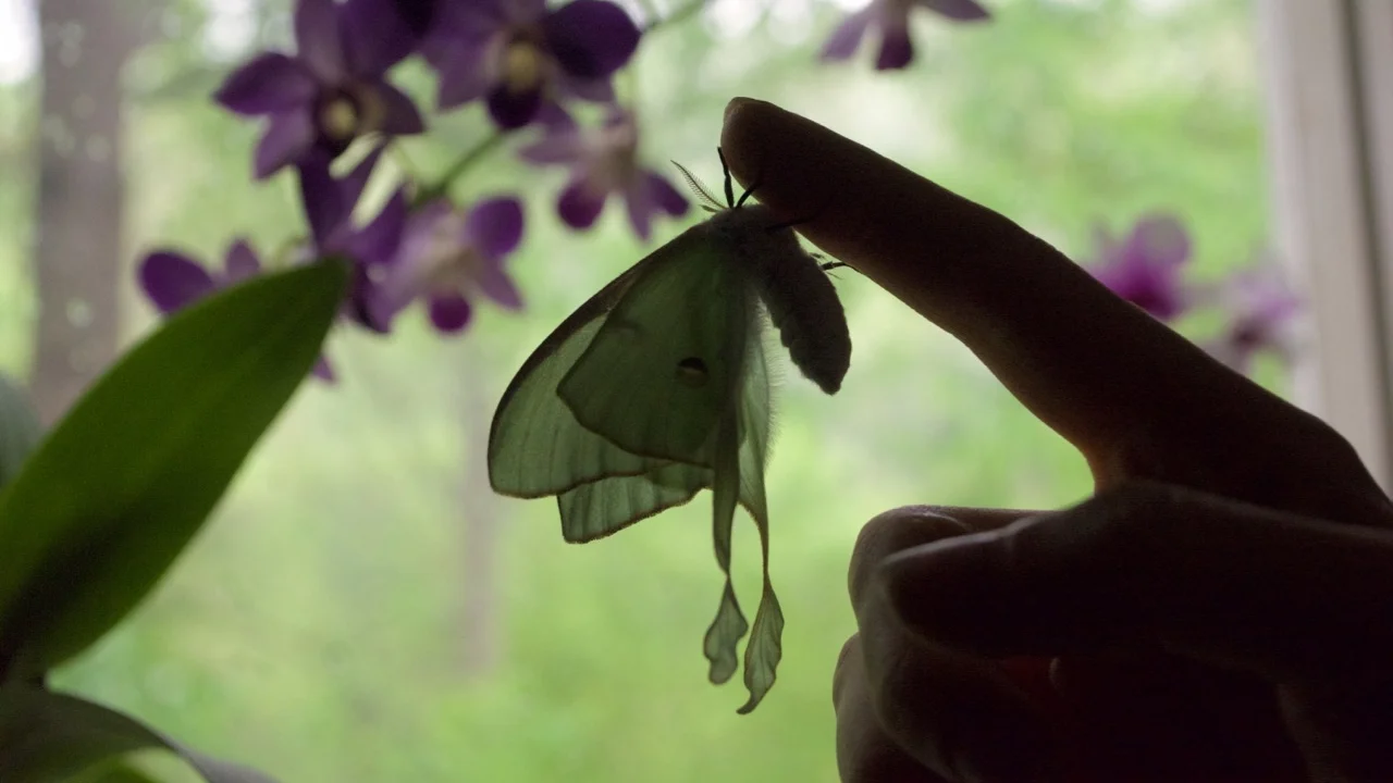 About — The Butterfly Babe