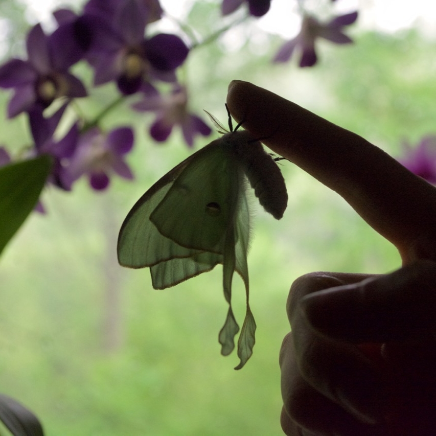 The Luna Moth - Actias luna