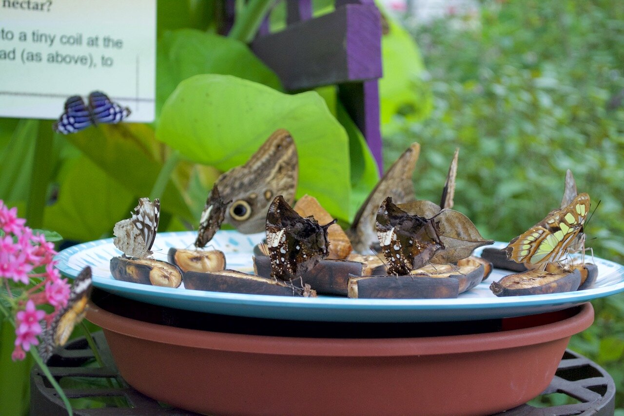 when a butterfly visits you when a butterfly visits you