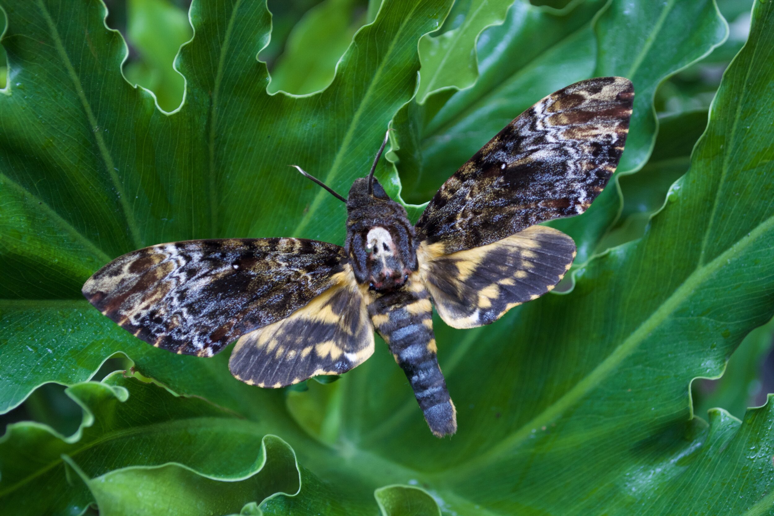 Death's Head Hawk Moth Acherontia — The Butterfly Babe