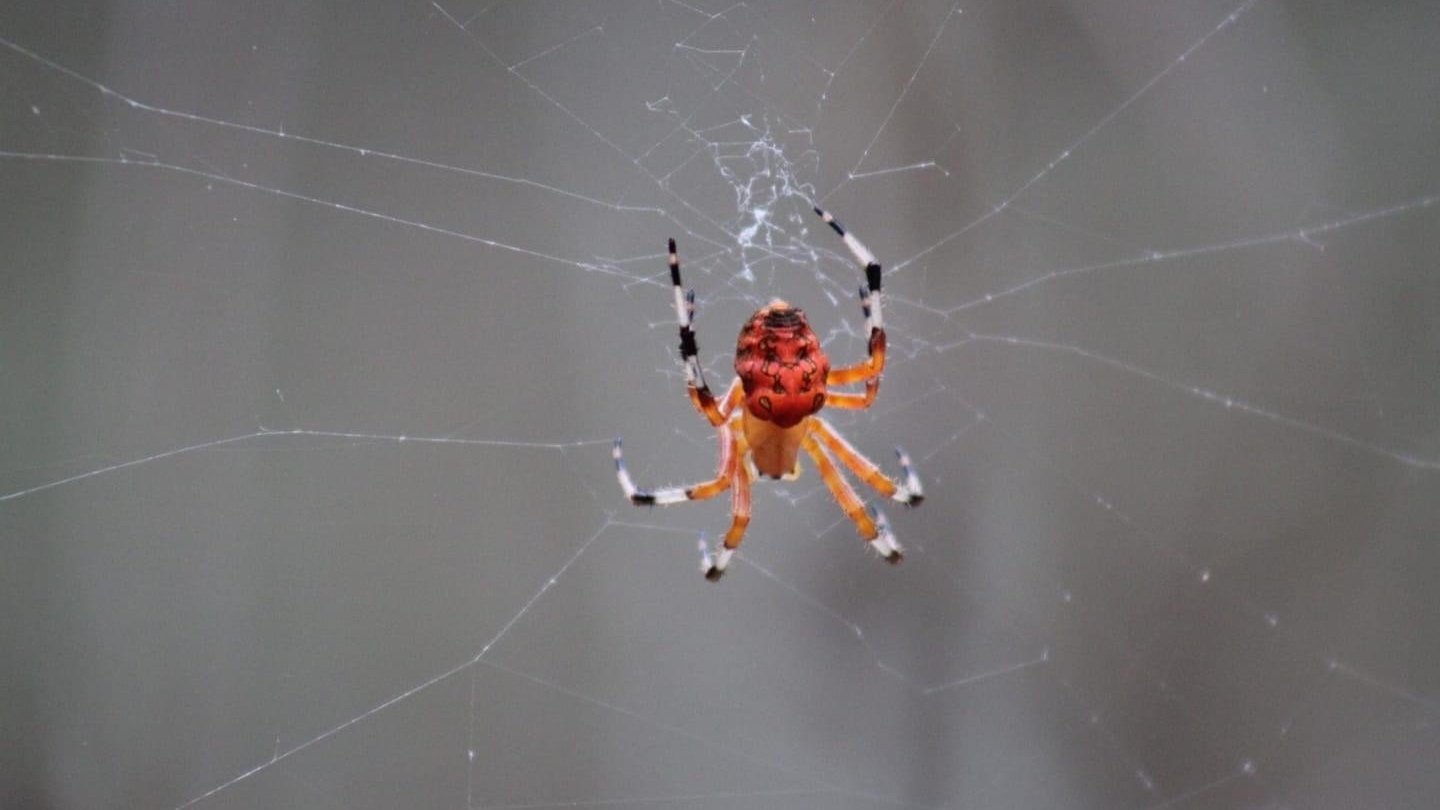 Spider Season Is Coming - These Are the Species to Be Worried About